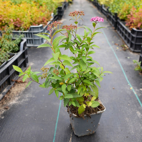 Tawuła japońska Country Red (P9)