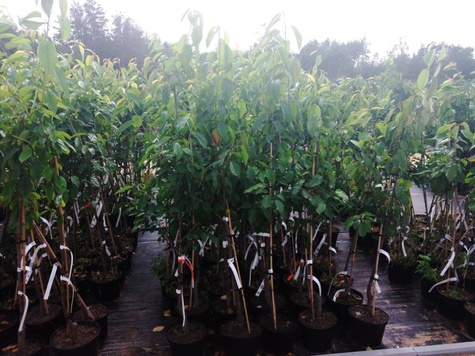 Jabłoń typu Adams Apple w doniczce