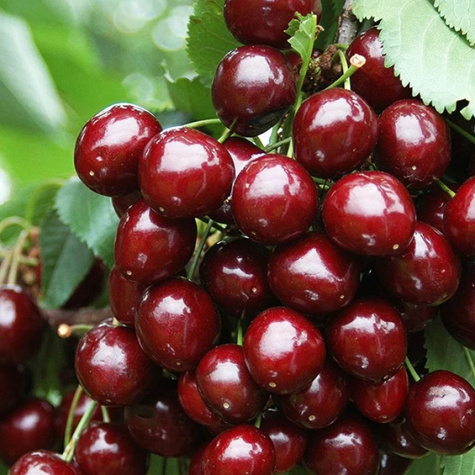 Czereśnia półkarłowa Rita odporna na szkodniki Plant Pack 