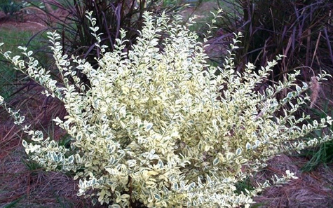 Ligustr Variegatum Miododajny (C2)