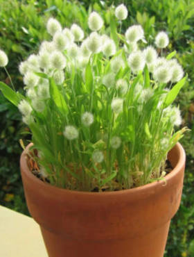 Trawa ozdobna Dmuszek 0,5g