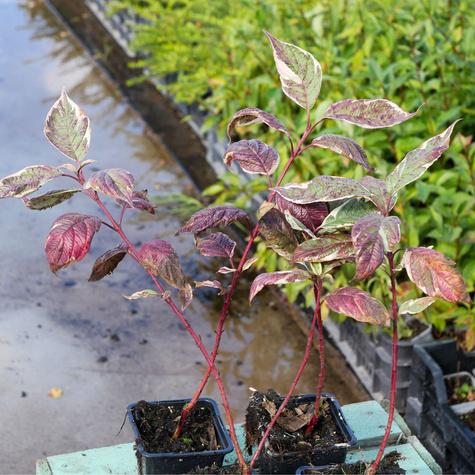 Dereń rozłogowy 'White Gold' (P9)