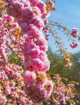 Wiśnia piłkowana Kiku - Shidare Zakura zwisająca pendula