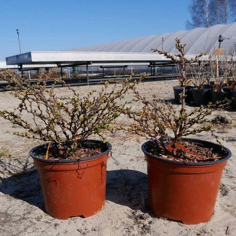 Berberys thunberga Sunsation