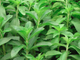Stevia sadzonka Stewia Sweet Słodzik (P9)