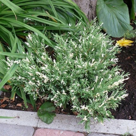 Jałowiec płożący Andora Compacta Variegata