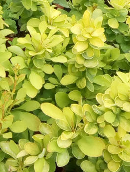 Berberys Thunberga Golden Carpet (C2)