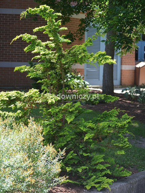 Cyprysik tępołuskowy Fernspray Gold