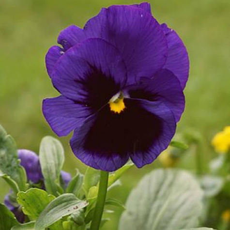 Bratek Fiołek ogrodowy niebieski 0,5g