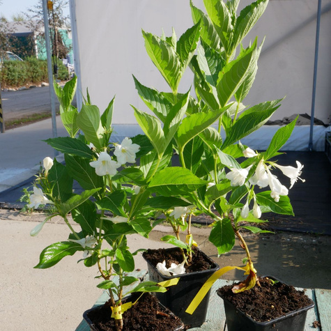 Krzewuszka cudowna Bristol Snowflake (P9)