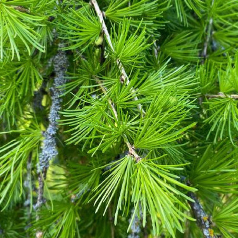 Modrzew europejski na pniu Kórnik (C15)