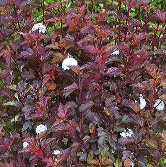 Pęcherznica kalinolistna Purpureus (C2)