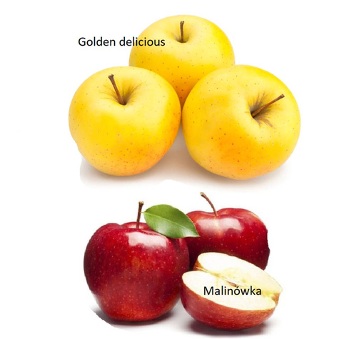Duo Jabłoń Malinowa + Golden Delicious Plant Pack