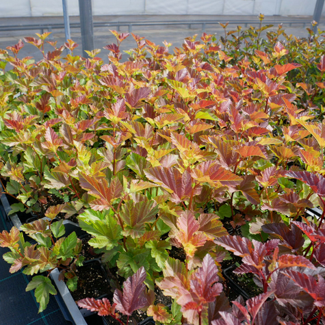 Pęcherznica kalinolistna Amber Jubilee (P9)