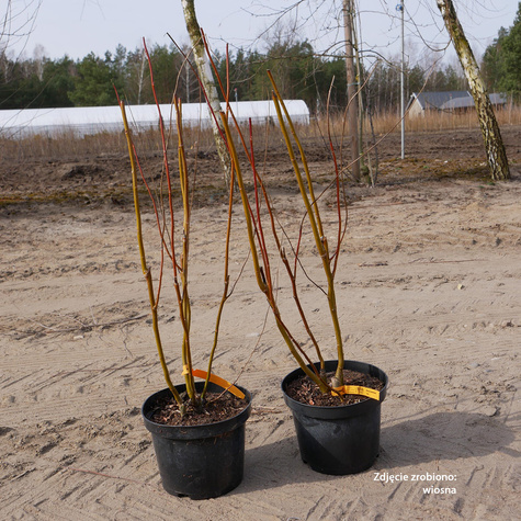 Wierzba babilońska Ural (C2)