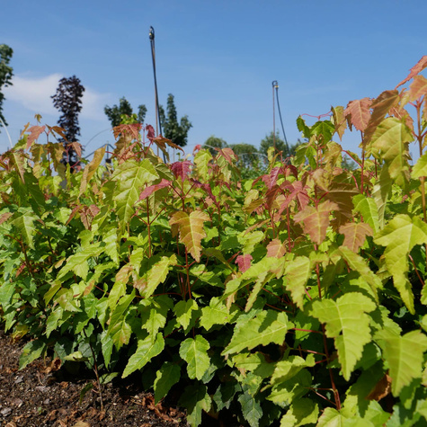 Klon tatarski Ginnala Ognisty Plant Pack