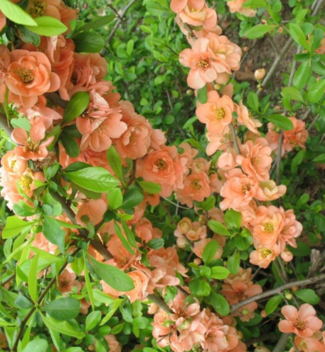 Pigwowiec pośredni Cameo (C2)