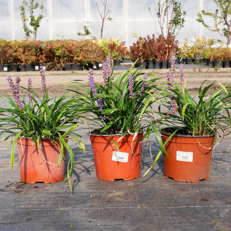 Liriope szafirkowata Big Blue (C2)