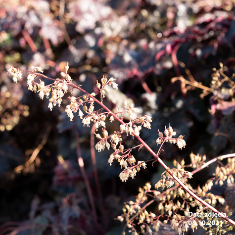 Żurawka drobnokwiatowa Palace Purple (C2)