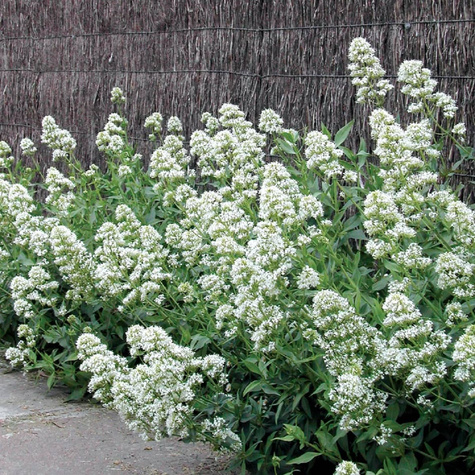 Ostrogowiec czerwony Albus (C2)