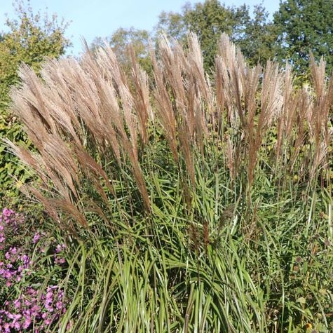 Miscanthus sinensis Miskant chiński 'Kupferberg'