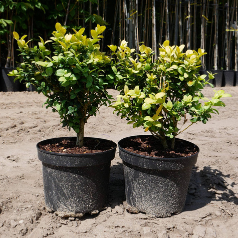 Bukszpan wieczniezielony Rotundifolia Aurea (C2)