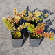 Berberys thunberga Diabolicum (P9)
