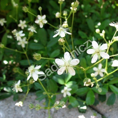 Pięciornik trójząbkowy Nuuk (C2)