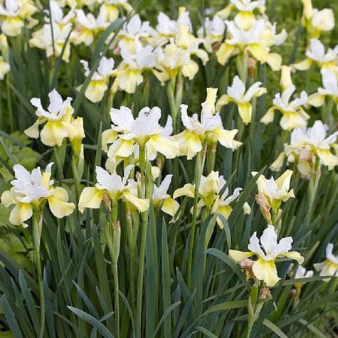 Kosaciec syberyjski Irys Butter and Sugar (C2)