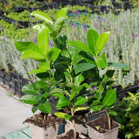 Laurowiśnia wschodnia Rotundifolia (P9)