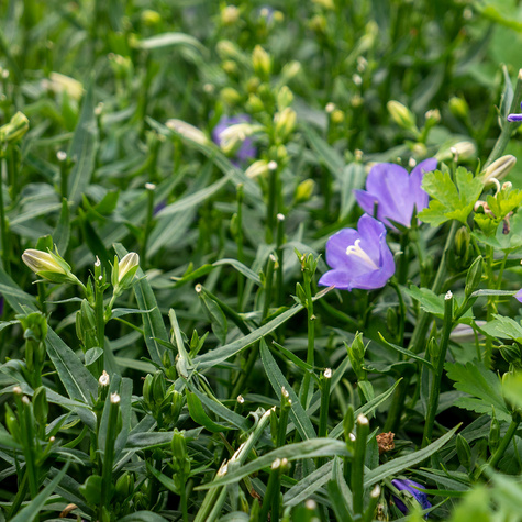 Dzwonek brzoskwiniolistny (C2)