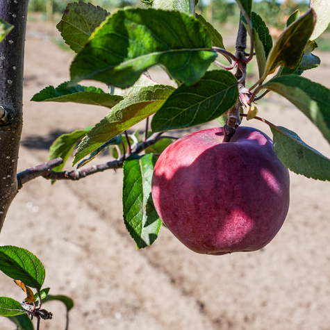 Jabłoń Kings Root Plant Pack