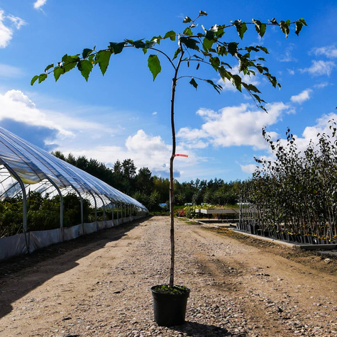 Brzoza Pożyteczna Brzoza Himalajska Long Trunk Szczepiona