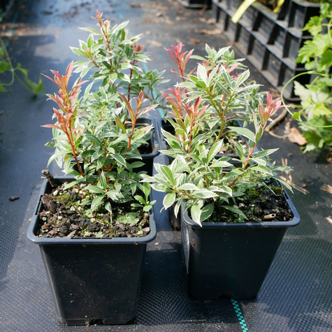 Pieris japoński Little Heath (P9)