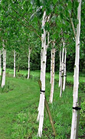 Brzoza Pożyteczna Brzoza Himalajska Long Trunk Szczepiona (Pa 160, obw.8-14cm h 180/250)