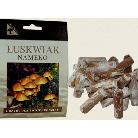 Grzybnia na kołkach Łuskwiak nameko 20 szt.