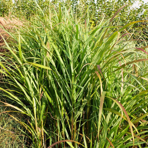 Miskant chiński Brazil (C2)