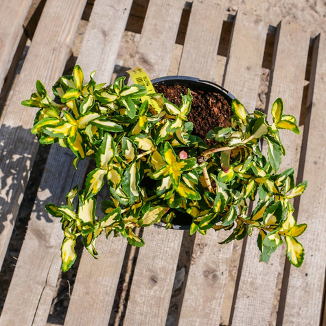 Trzmielina Fortune'a Mickaela