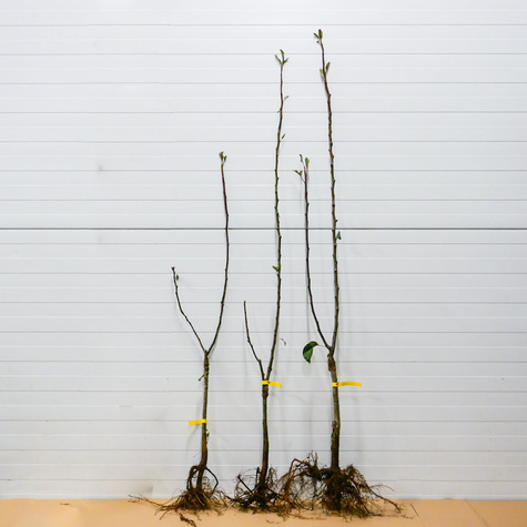 Duo Jabłoń Malinowa + Golden Delicious Plant Pack