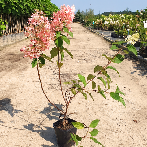 Hortensja bukietowa Strawberry Blossom (C2)