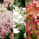 Hortensja bukietowa Kolekcja 3 pudrowych odmian