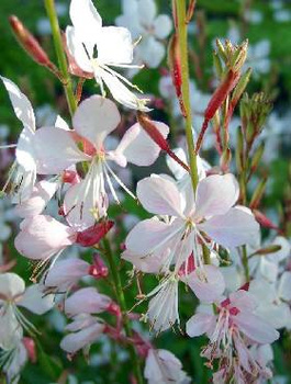 Gaura biała 0,5g Toraf