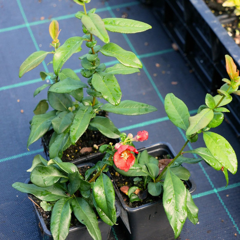 Pigwowiec okazały Rubra (P9)