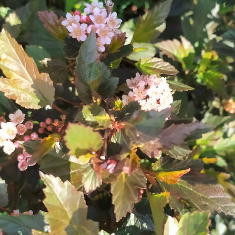 Pęcherznica kalinolistna Little Devil Donna May (C2)