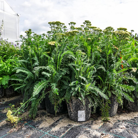 Krwawnik pospolity Desert Eve Yellow (C2)