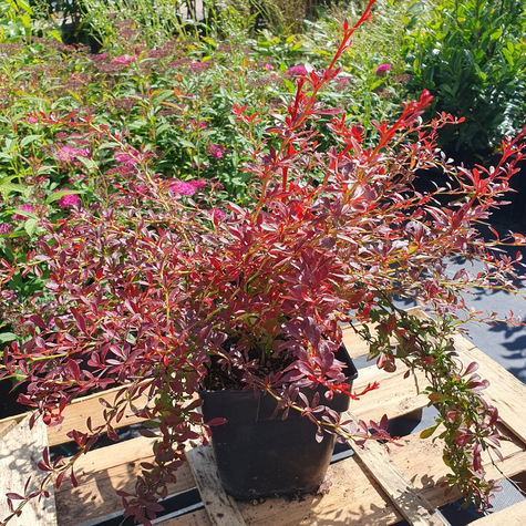 Berberys thunberga Orange Dream (C2)