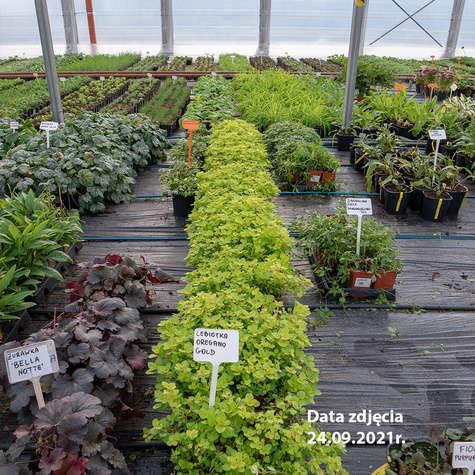 Lebiodka pospolita Oregano Gold Nugget