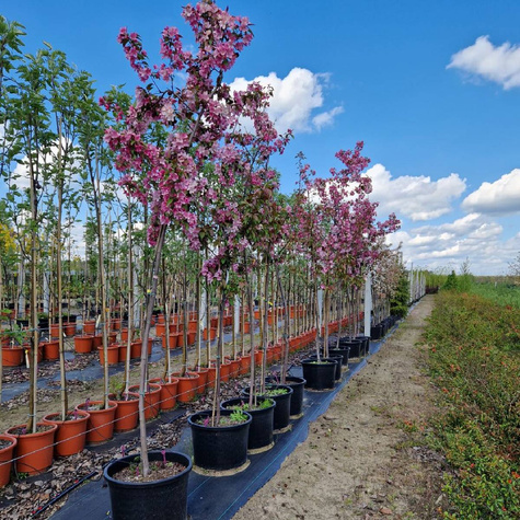 Jabłoń ozdobna rajska Ola obw. 6-8cm