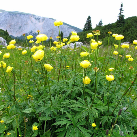 Pełnik europejski (C2)