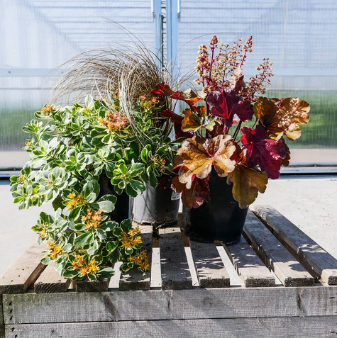 Jesienny zestaw bylin z rozchodnikiem